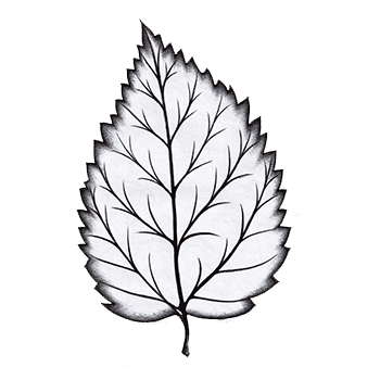 White Leaf - Logo